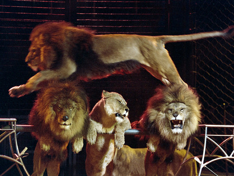 Un lion s'échappe pendant plusieurs heures d'un cirque en Italie