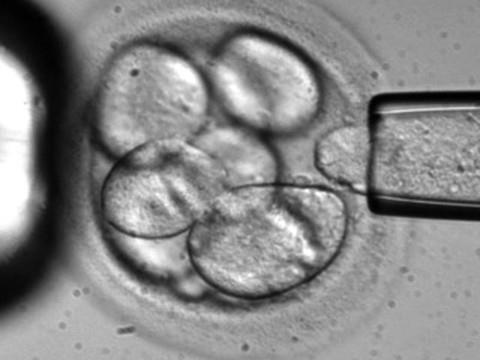 Une entreprise néerlandaise veut faire des bébés dans l'espace