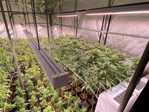 Plus de 3500 plants de marijuana saisis à Muttenz (BL)