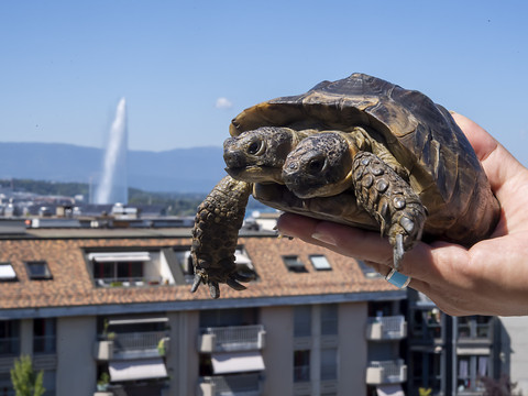 La tortue Janus déménage provisoirement au Bioparc de Bellevue