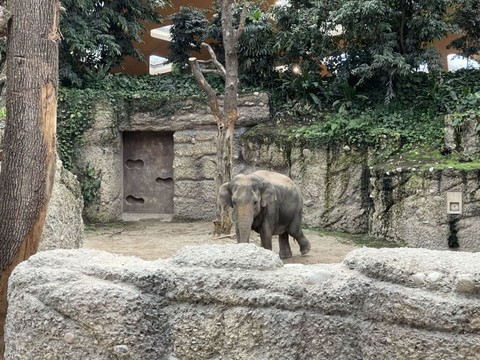 L'éléphante Panang revient au zoo de Zurich 28 ans après son départ