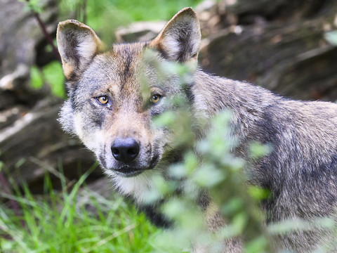 Permis de tirer préventivement le loup dès le 1er décembre