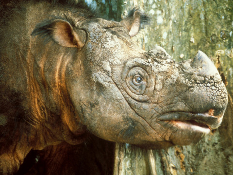 Indonésie: naissance d'un rhinocéros de Sumatra, espèce menacée d'extinction