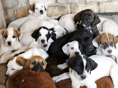 Le Conseil fédéral veut durcir les règles d'importation des chiots