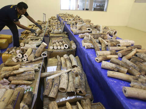 Près de deux tonnes d'ivoire d'éléphants détruites à Reims