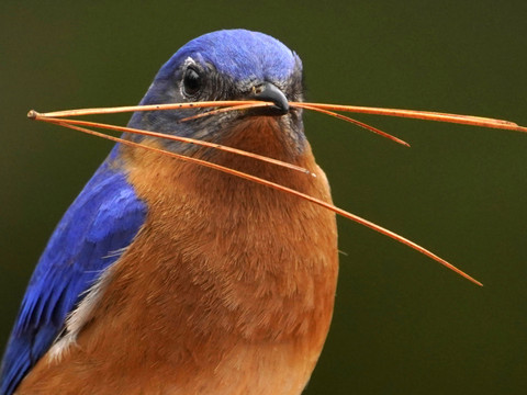 Un nouveau matériau imitant la structure des plumes d'oiseaux