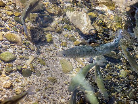 Pêcher l’ADN plutôt que les poissons pour mesurer la biodiversité