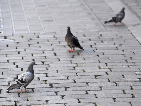 Un chauffeur de taxi arrêté pour avoir tué délibérément un pigeon