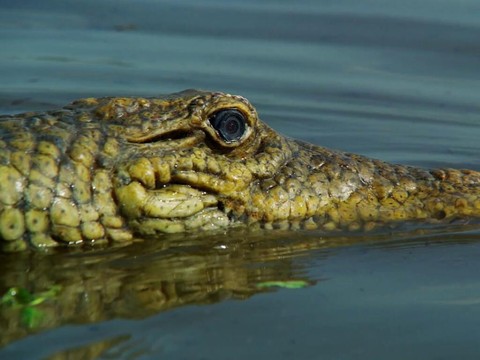 Des robots suisses filment les crocodiles en Afrique