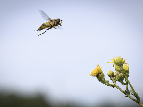 Le contre-projet à l'initiative biodiversité enterré