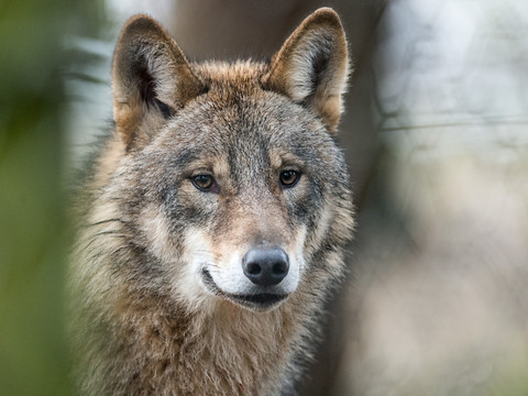 La chasse au loup suspendue dans les Grisons suite à une plainte