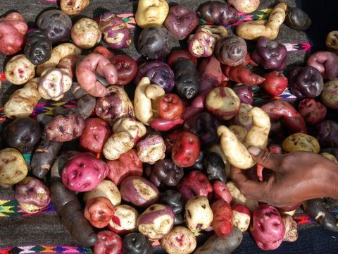 L'ONU fait du 30 mai la journée internationale de la pomme de terre
