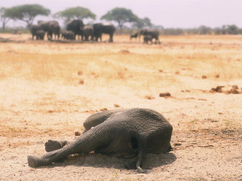 Au moins 100 éléphants morts de soif au Zimbabwe