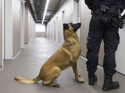 Quelque 500 arrestations liées au trafic d'espèces protégées