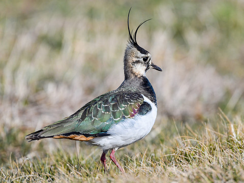 Proportion particulièrement élevée d'espèces menacées en Suisse