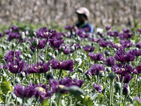 Production mondiale d'opium: l'Afghanistan détrôné
