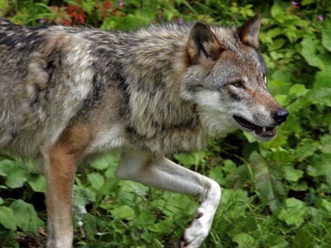 Le Valais stoppe le tir de trois meutes de loups