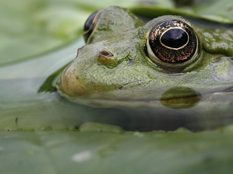 Les amphibiens aident à lutter contre les moustiques