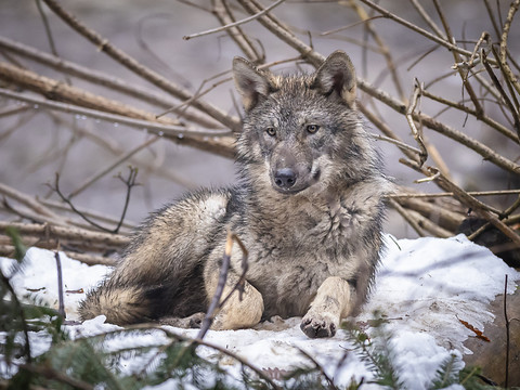 L'OFEV recourt au TAF pour reprendre la chasse aux loups