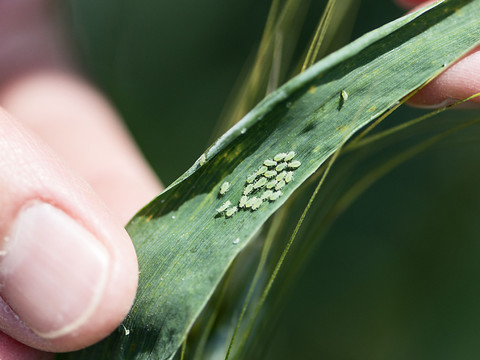 SGS se sépare de ses activités agronomiques Crop Science