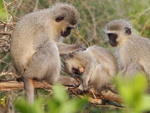 Des traditions sociales chez les singes vervets