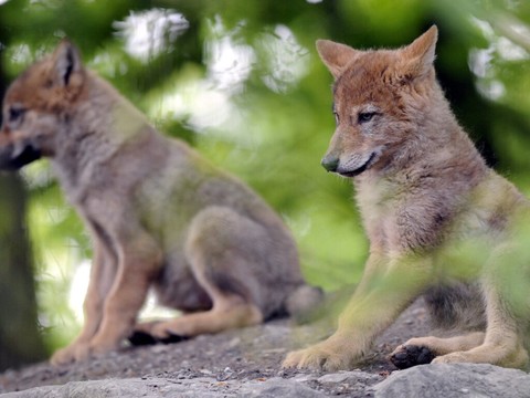 La Commission européenne veut assouplir la protection des loups