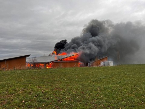 De nombreux porcs périssent dans un incendie à Diegten (BL)