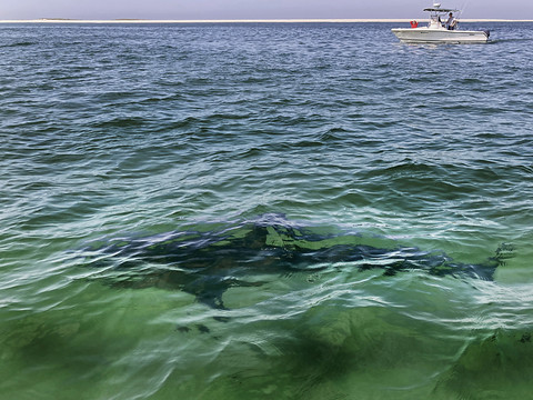 Un adolescent tué par un requin en Australie-Méridionale