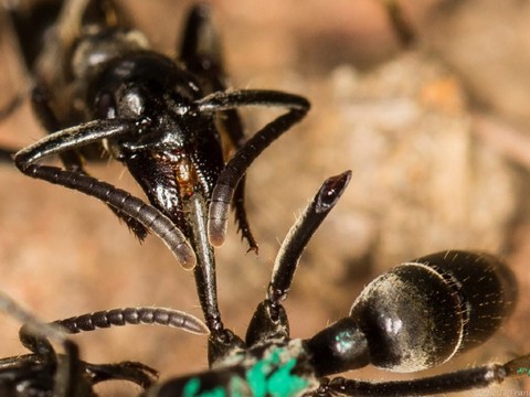 Des fourmis sécrètent des antibiotiques pour se soigner