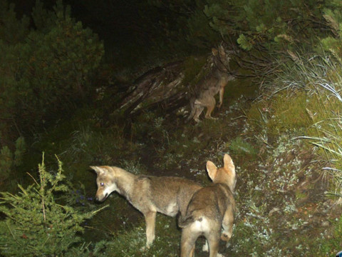 Moins d'animaux de rente tués en Suisse malgré davantage de loups