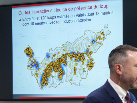 Le cap des 20 loups tués en Valais depuis le 1er décembre dépassé