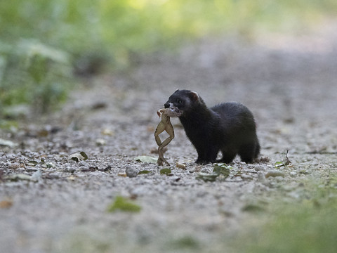 Pro Natura désigne le putois comme l'animal de l'année 2024