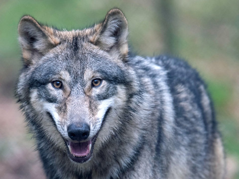 L'effet suspensif du recours contre les tirs de loups est maintenu