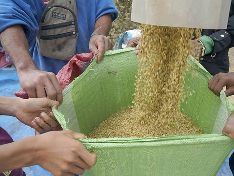 Les prix alimentaires mondiaux ont baissé de 13,7% en 2023