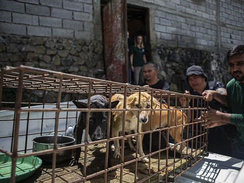 Plus de 200 chiens destinés à l'abattoir découverts dans un camion