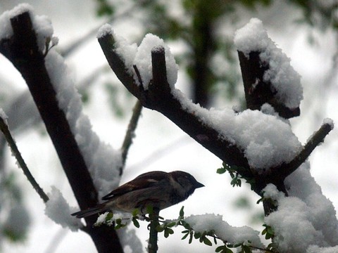 81 espèces d'oiseaux recensées par Birdlife en Suisse en 4 jours