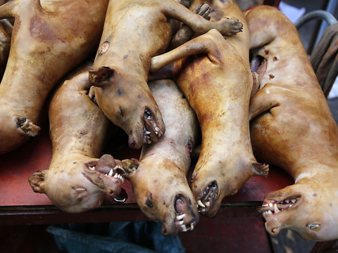Le Parlement sud-coréen interdit le commerce de viande de chien