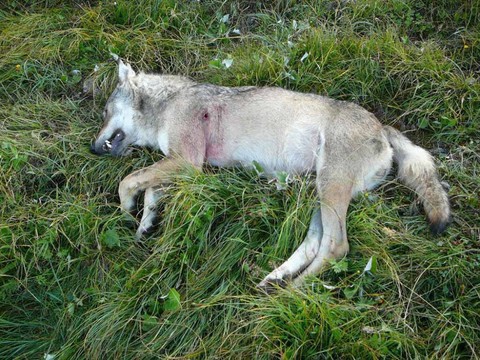 Pour la première fois, un loup braconné dans le canton de Vaud