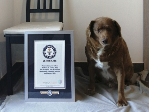 La longévité de Bobi, sacré chien le plus vieux, mise en doute