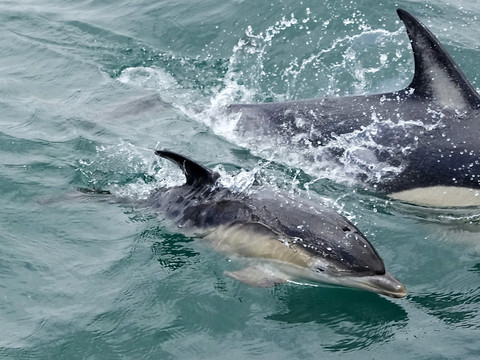 Golfe de Gascogne: protection des dauphins et angoisse des pêcheurs