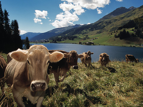 Comment mieux planifier les zones alpines protégées