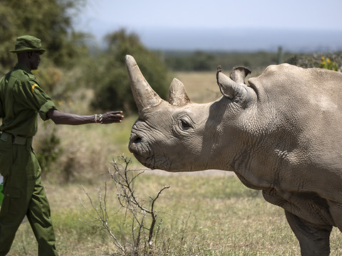 Première FIV d'un rhinocéros blanc, une percée pour sauver l'espèce