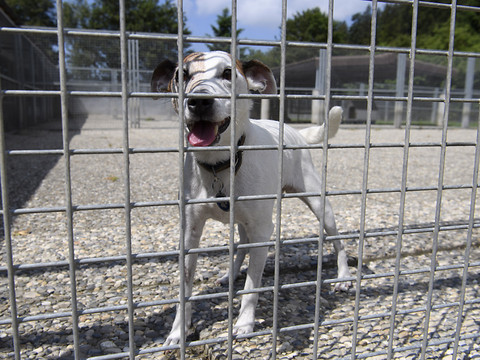 La présidente de la Protection suisse des animaux destituée