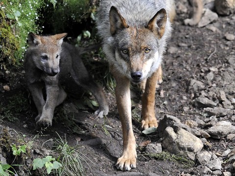 50 loups tués par les tirs préventifs, selon des organisations