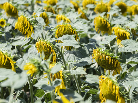 Neuf Suisses sur dix disent percevoir le changement climatique
