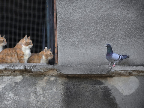 Un pigeon, espion présumé, relâché après avoir été blanchi