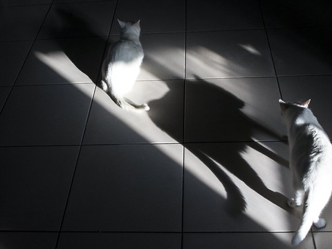 La Protection suisse des animaux se veut plus transparente