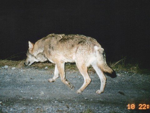 Vingt loups abattus dans les Grisons