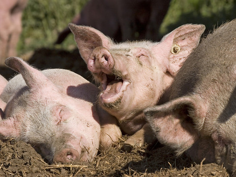 Réduire le gaspillage alimentaire en nourrissant les porcs