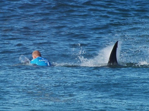 Davantage d'attaques de requins dans le monde en 2023